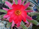 Chamacereus hb.Rainbow
