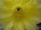 Echinopsis hb.