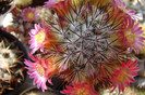 Mammillaria microhelia
