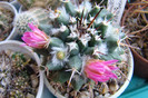Mammillaria centricirrha