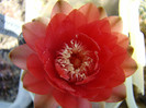 Gymnocalycium baldianum
