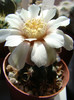 Gymnocalycium sp.