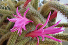 Aporocactus flagelliformis