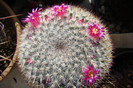 Mammillaria hahniana