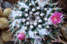 Mammillaria centricirrha