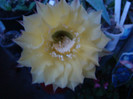 Echinopsis hb.