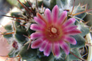 Mammillaria centricirrha