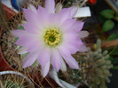 Acanthocalycium spiniflorum
