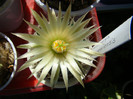Escobaria missouriensis