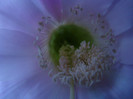 Echinopsis hb.