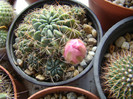 Lobivia sp.