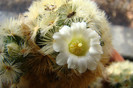 Mammillaria carmenae