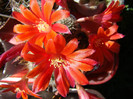 Rebutia deminuda