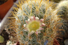 Mammillaria microhelia