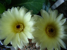 Notocactus sp