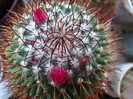 Mammillaria rhodantha subsp. rhodantha