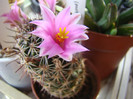 Mammillaria grahamii