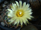Coryphantha