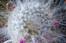 Mammillaria hahniana