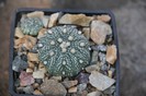 Astrophytum asterias