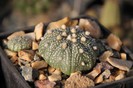 Astrophytum asterias