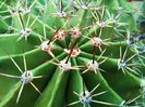 Echinopsis oxygona (multiplex)