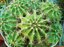Echinopsis oxygona (multiplex)