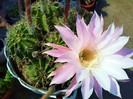 Echinopsis oxygona