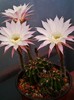 Echinopsis oxygona