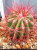 Ferocactus cylindraceus
