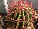 Ferocactus cylindraceus