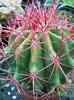 Ferocactus cylindraceus