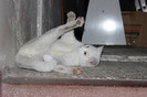 sunt un balerin!!!!