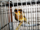 CANARI LA CUIB 2013 024