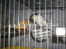 CANARI LA CUIB 2013 053