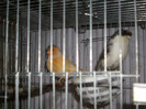 CANARI LA CUIB 2013 054