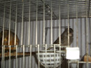 CANARI LA CUIB 2013 056