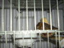CANARI LA CUIB 2013 061