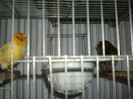 CANARI LA CUIB 2013 062