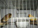 CANARI LA CUIB 2013 064