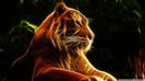 am citit eu multe despre zodia tigru in zodiacul chinezesk..si chair au dreptate!