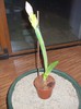 DSCF3087