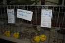expo_acpara_2013_2_ (105)