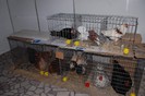 expo_acpara_2013_2_ (345)
