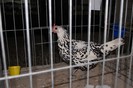 expo_acpara_2013_2_ (353)