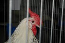 expo_acpara_2013_2_ (355)