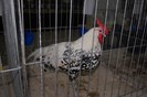 expo_acpara_2013_2_ (356)