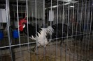 expo_acpara_2013_2_ (360)