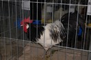 expo_acpara_2013_2_ (366)