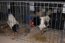 expo_acpara_2013_2_ (367)